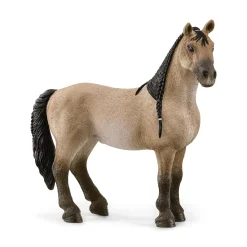 Criollo Definitivo Stute