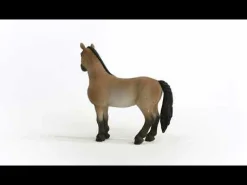 Criollo Definitivo Stute