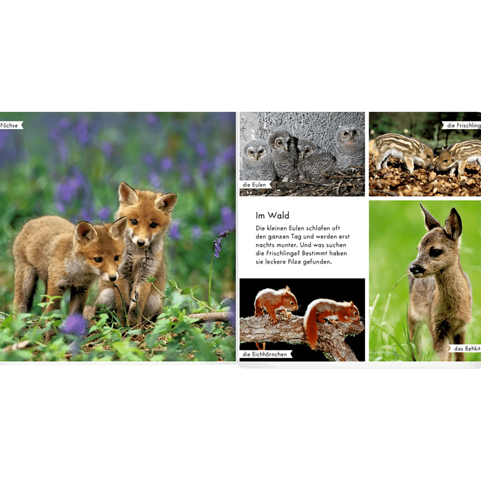 Meine liebsten Tierbabys